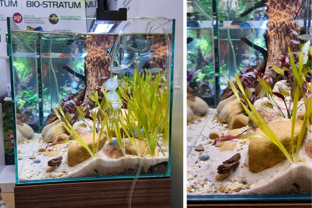 Very clear aquarium with fish and plants