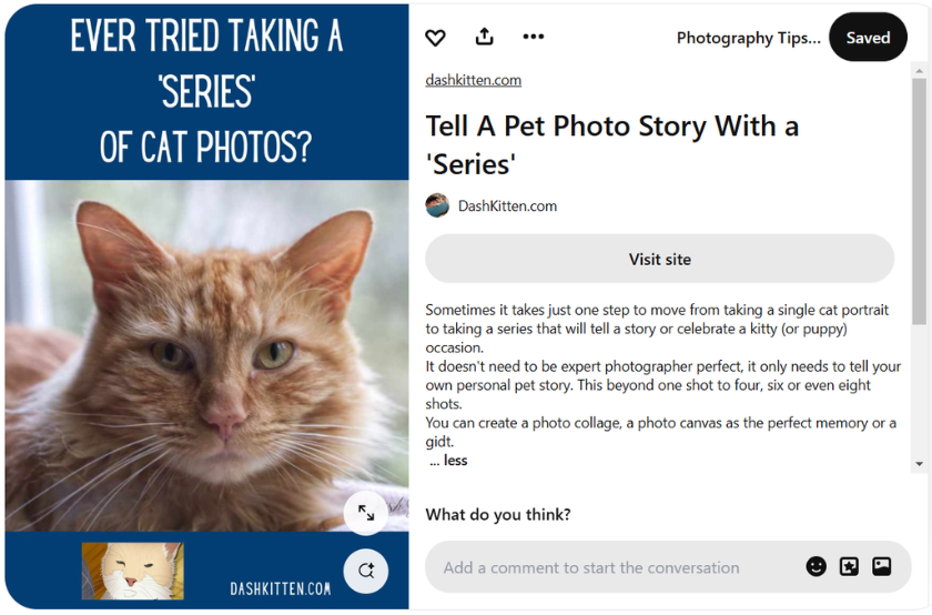 screenshot of a pin from the dashkitten pinterest account | Find Your Audience with Pinterest SEO Basics for Pet Content Creators